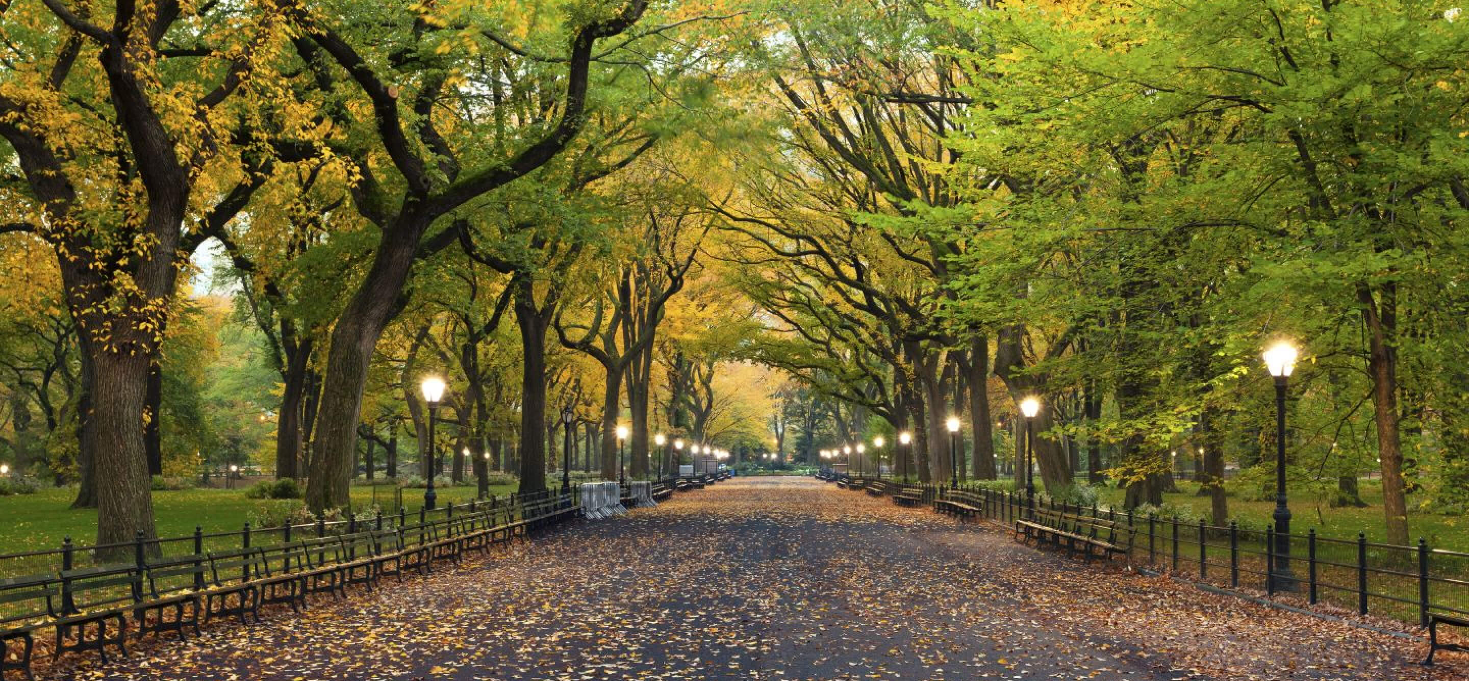 A tree-lined pathway with benches and street lamps