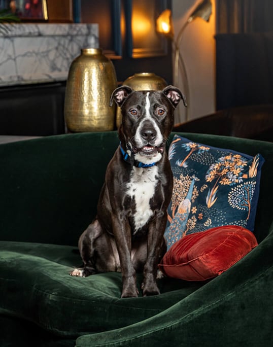Dog