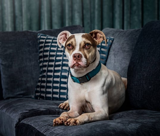Dog 2