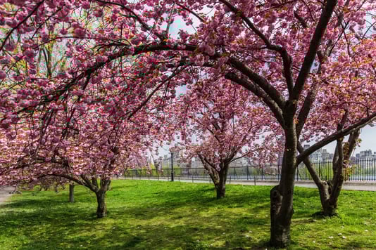 Central Park - Image by Kristjan Veski / Shutterstock.com