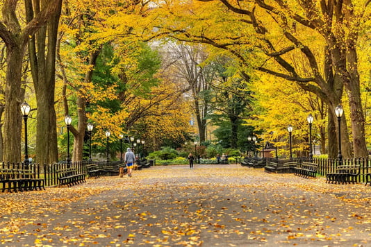 Central Park Fall Foliage - Image by Stefano Politi Markovina / Shutterstock.com