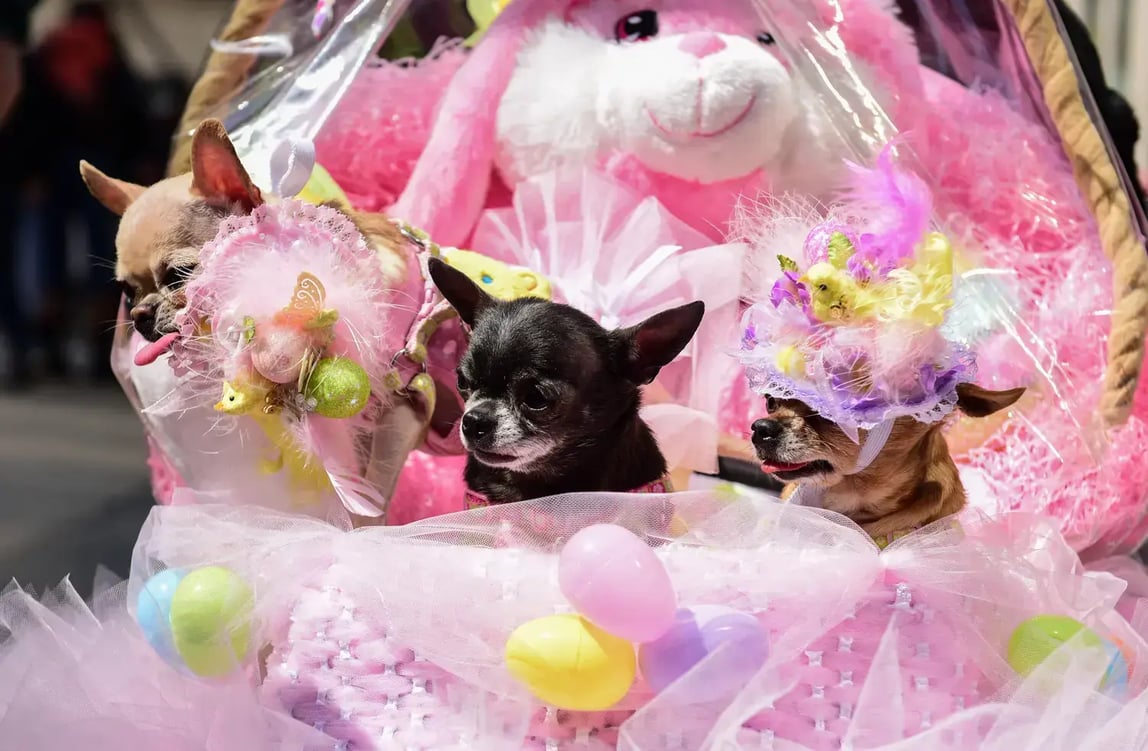 Puppies at NYC Easter Bonnet Parade - Image by a katz