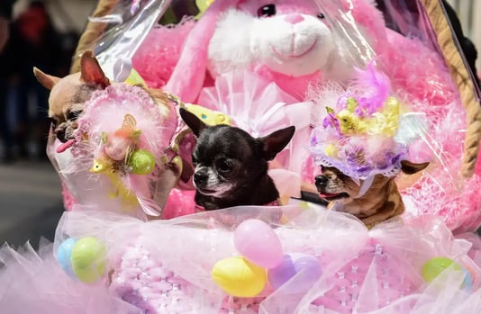 Puppies at NYC Easter Bonnet Parade - Image by a katz